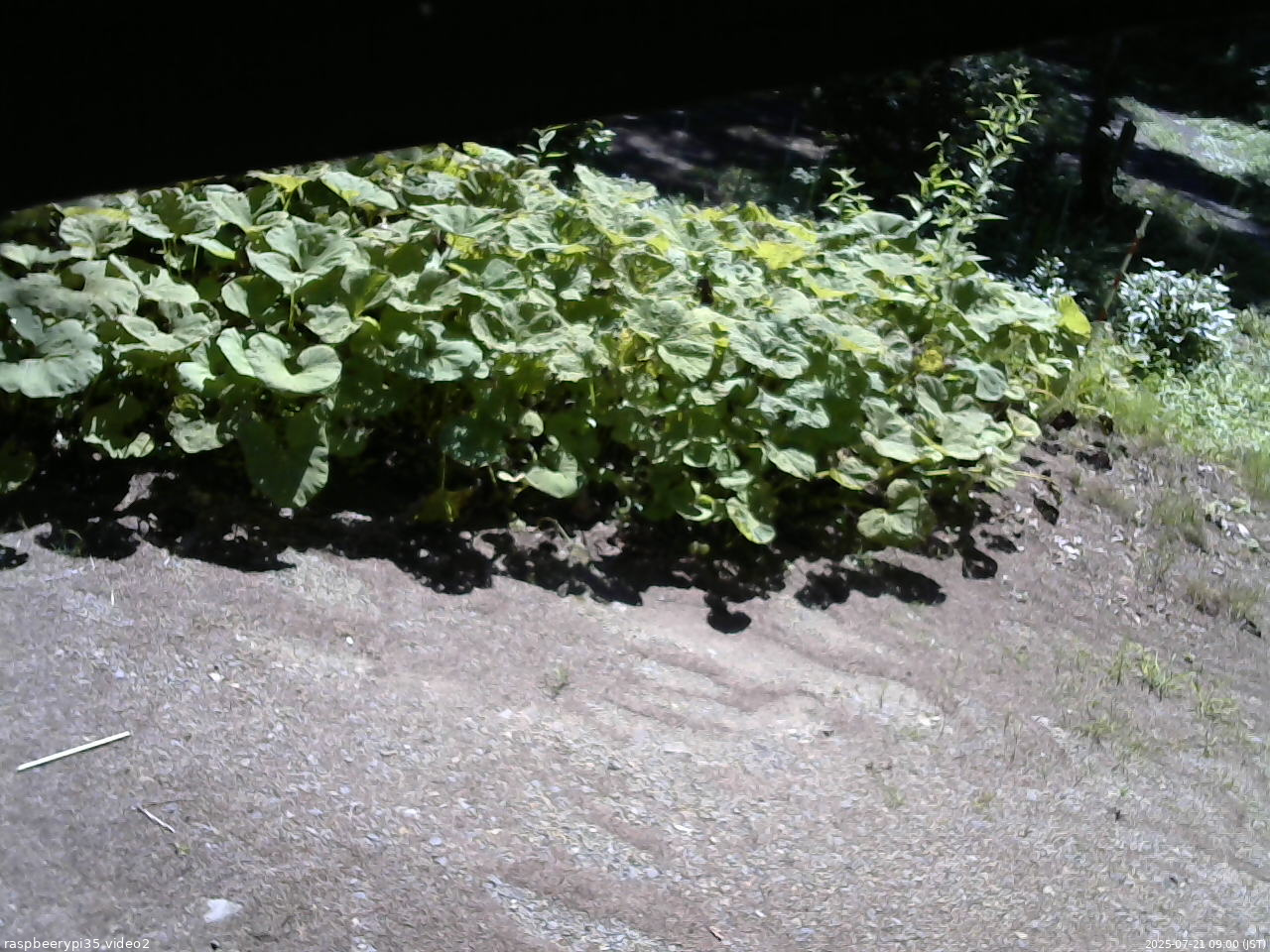 長野県菅平高原 ゆたか山荘 駐車場 2025/07/21 09:00