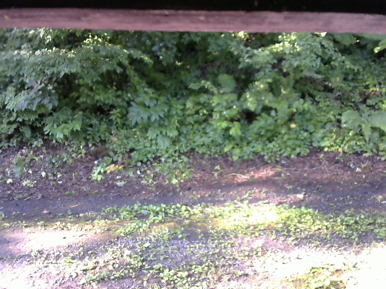 長野県菅平高原 ゆたか山荘 南側 2025/07/22 07:00