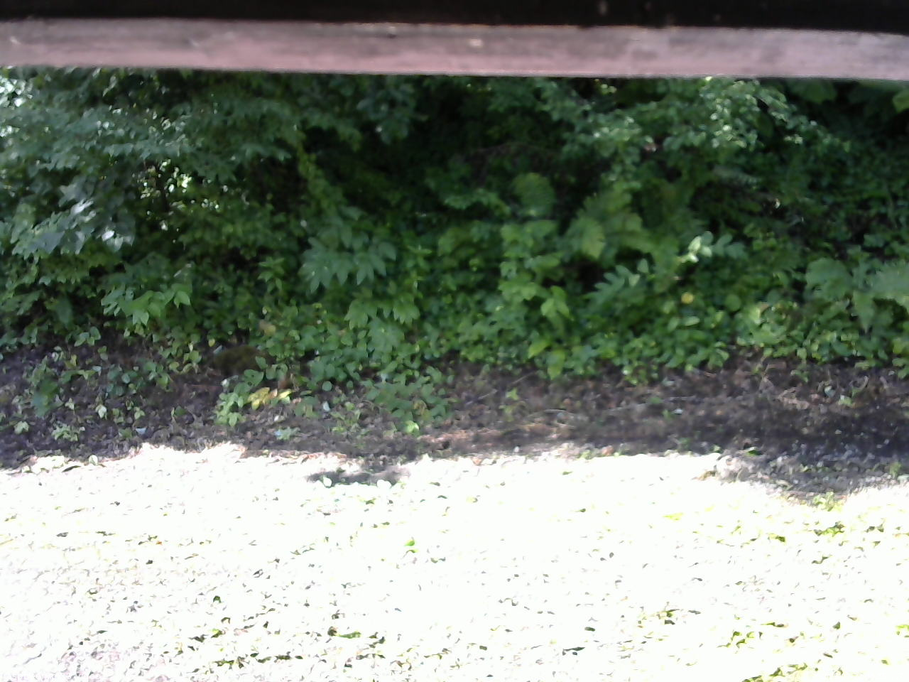 長野県菅平高原 ゆたか山荘 南側 2025/07/22 08:15
