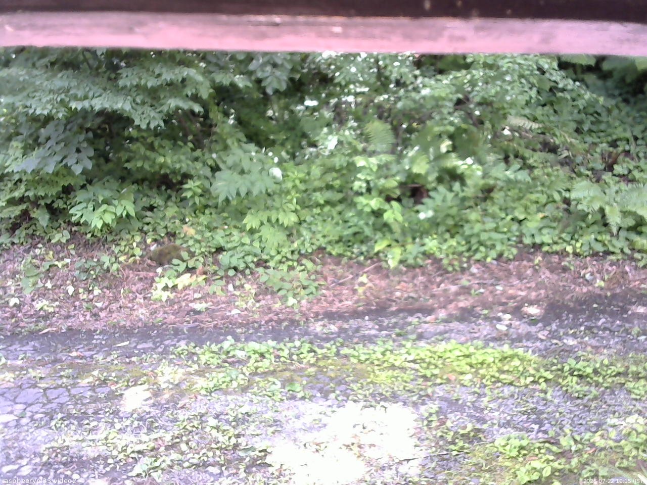 長野県菅平高原 ゆたか山荘 南側 2025/07/22 10:15