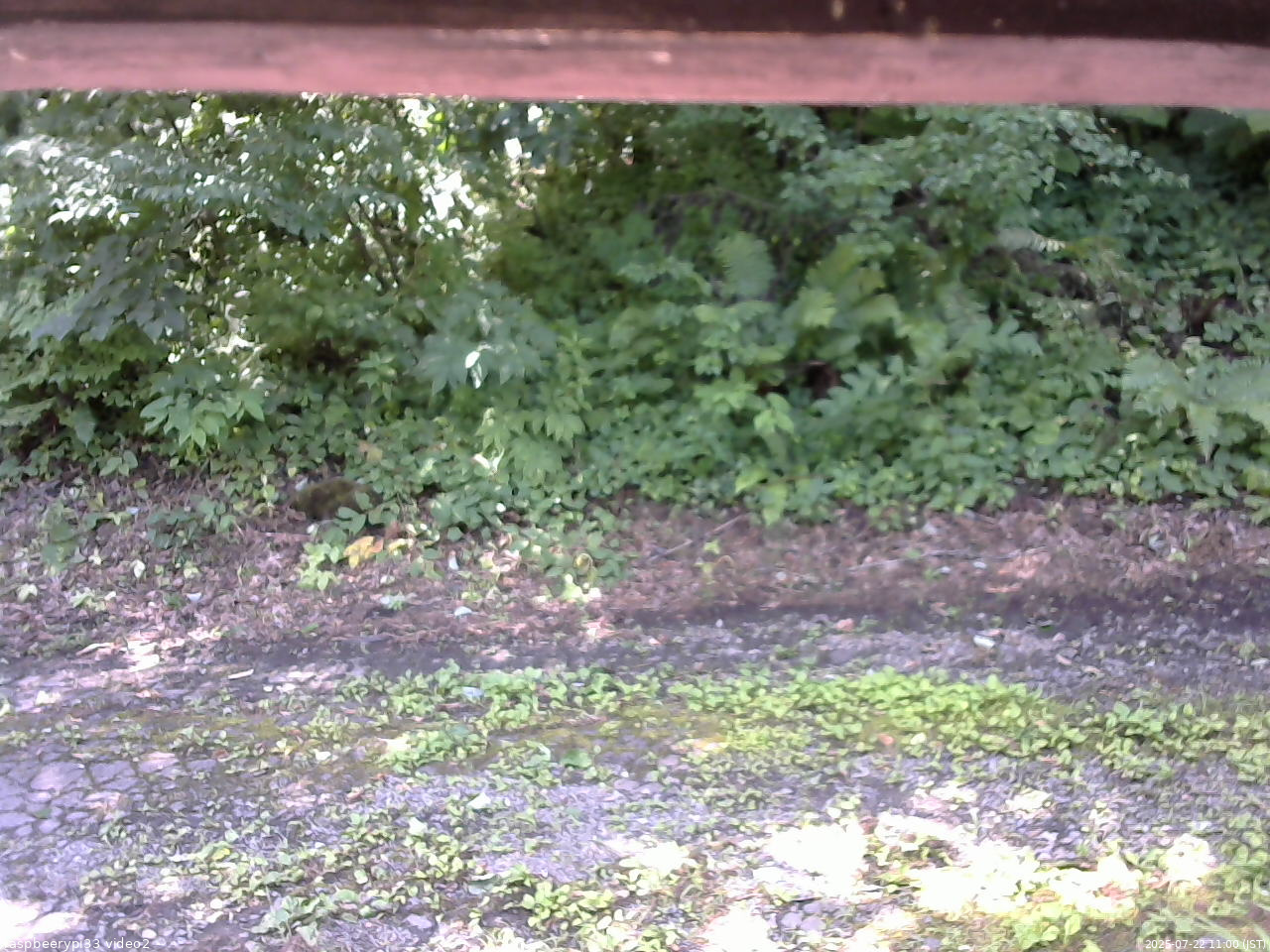 長野県菅平高原 ゆたか山荘 南側 2025/07/22 11:00