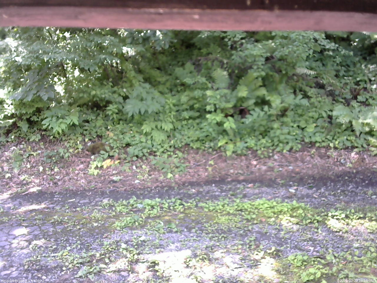 長野県菅平高原 ゆたか山荘 南側 2025/07/22 11:15