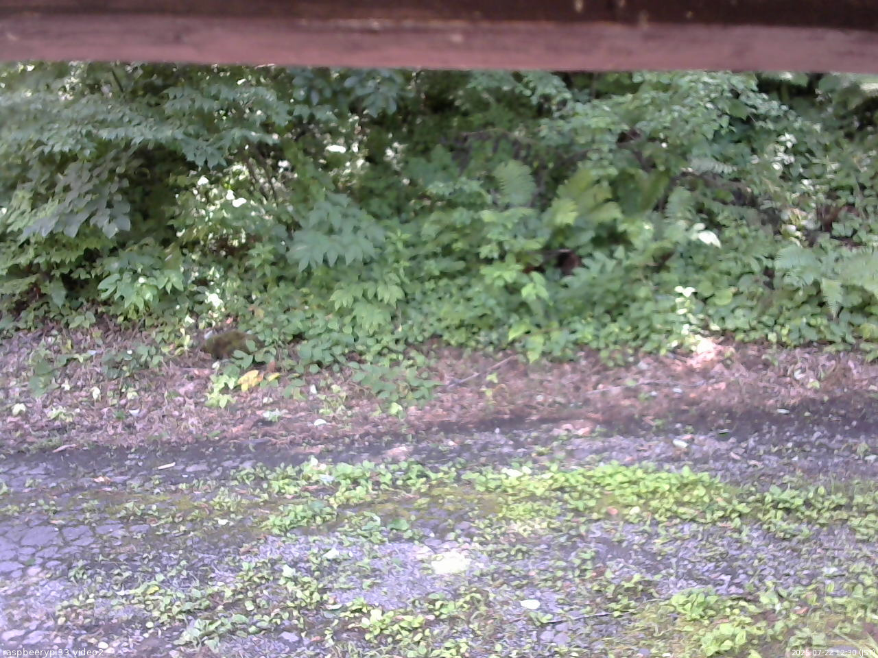 長野県菅平高原 ゆたか山荘 南側 2025/07/22 12:30