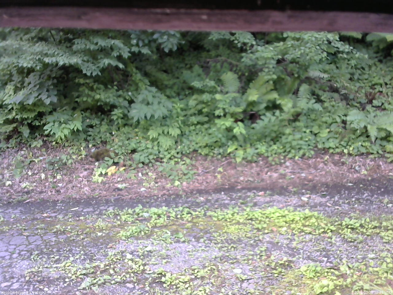 長野県菅平高原 ゆたか山荘 南側 2025/07/22 12:45