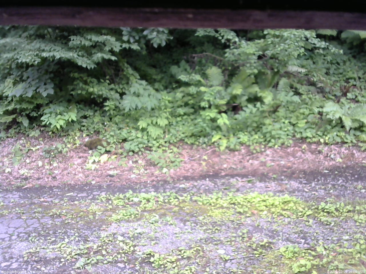 長野県菅平高原 ゆたか山荘 南側 2025/07/22 16:00