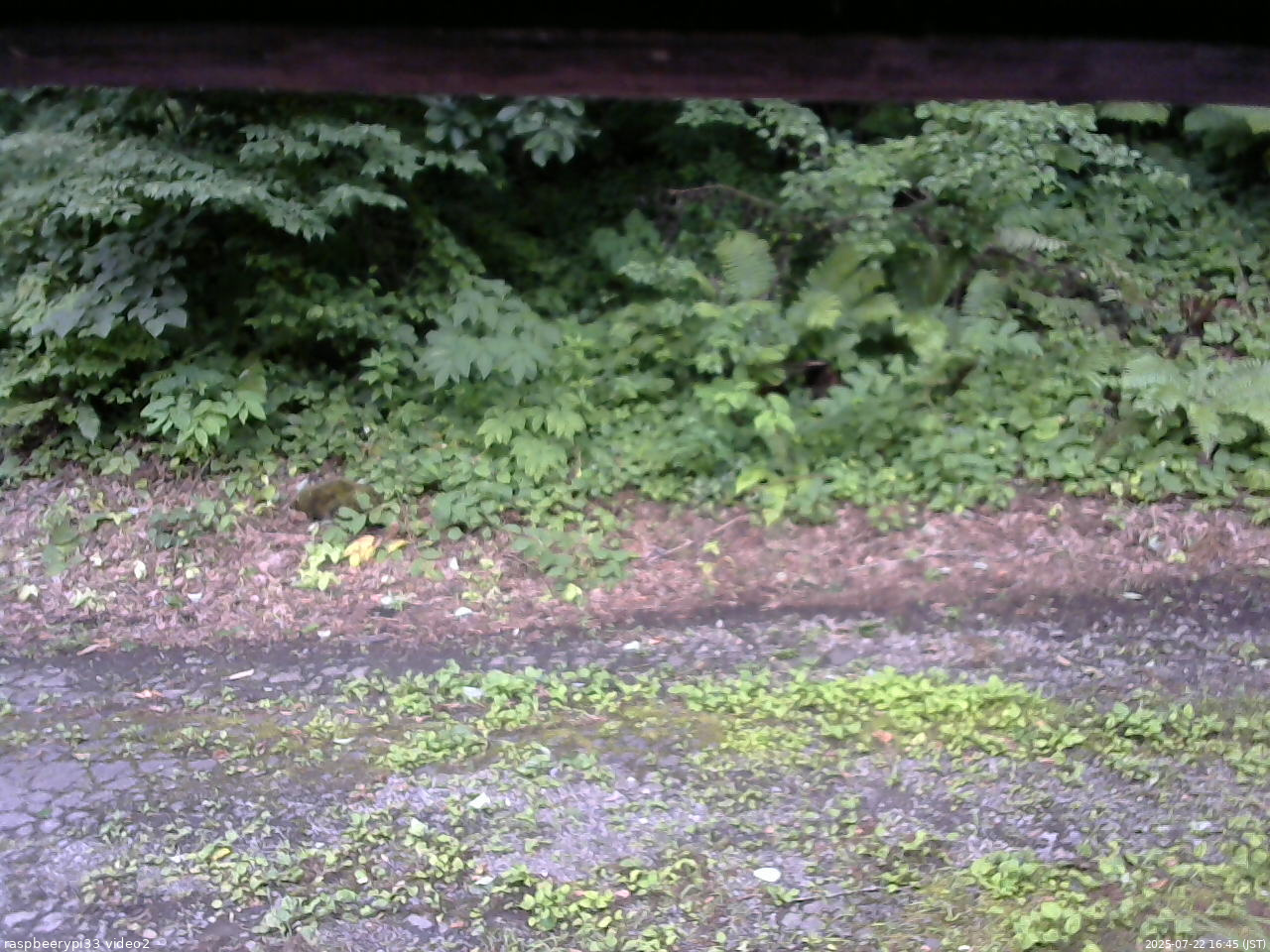 長野県菅平高原 ゆたか山荘 南側 2025/07/22 16:45