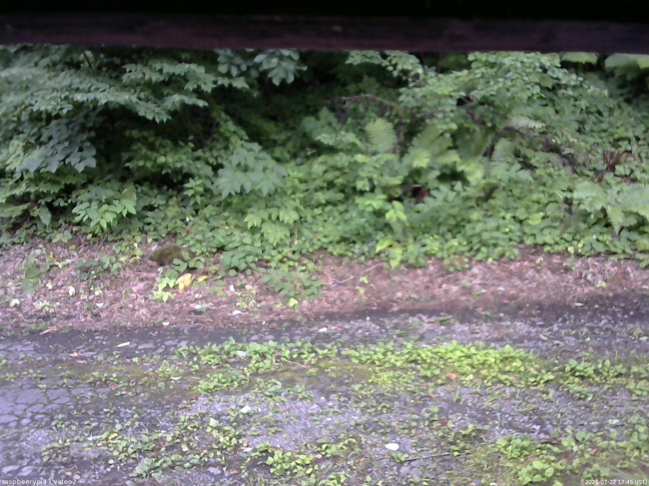 長野県菅平高原 ゆたか山荘 南側 2025/07/22 17:45