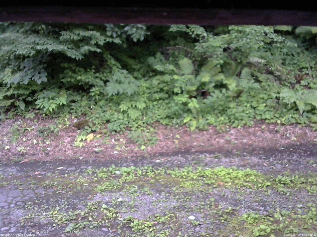 長野県菅平高原 ゆたか山荘 南側 2025/07/22 18:00
