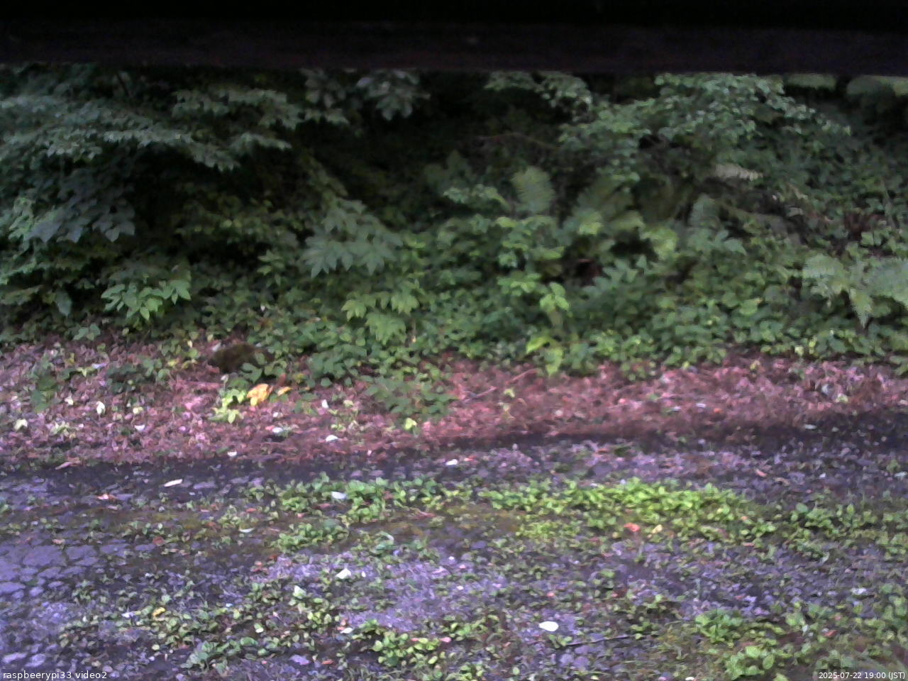 長野県菅平高原 ゆたか山荘 南側 2025/07/22 19:00