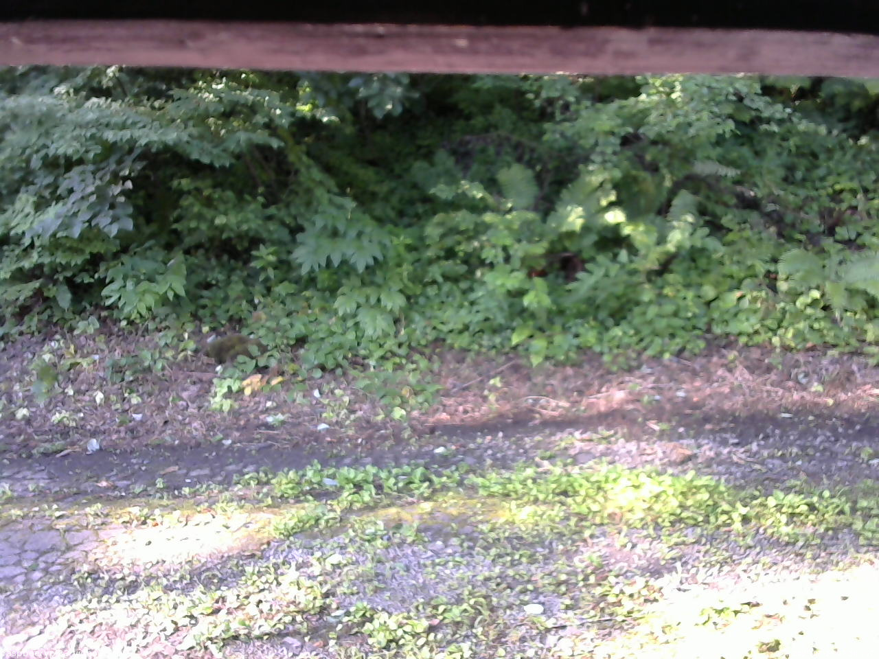 長野県菅平高原 ゆたか山荘 南側 2025/07/23 07:00