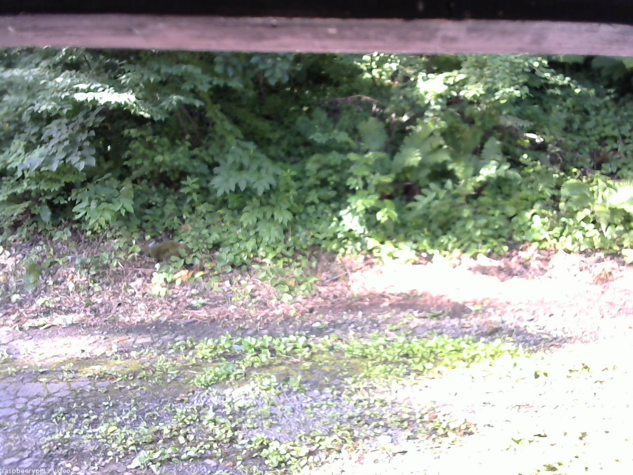 長野県菅平高原 ゆたか山荘 南側 2025/07/23 07:30