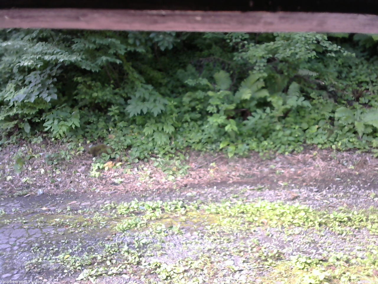 長野県菅平高原 ゆたか山荘 南側 2025/07/23 07:45
