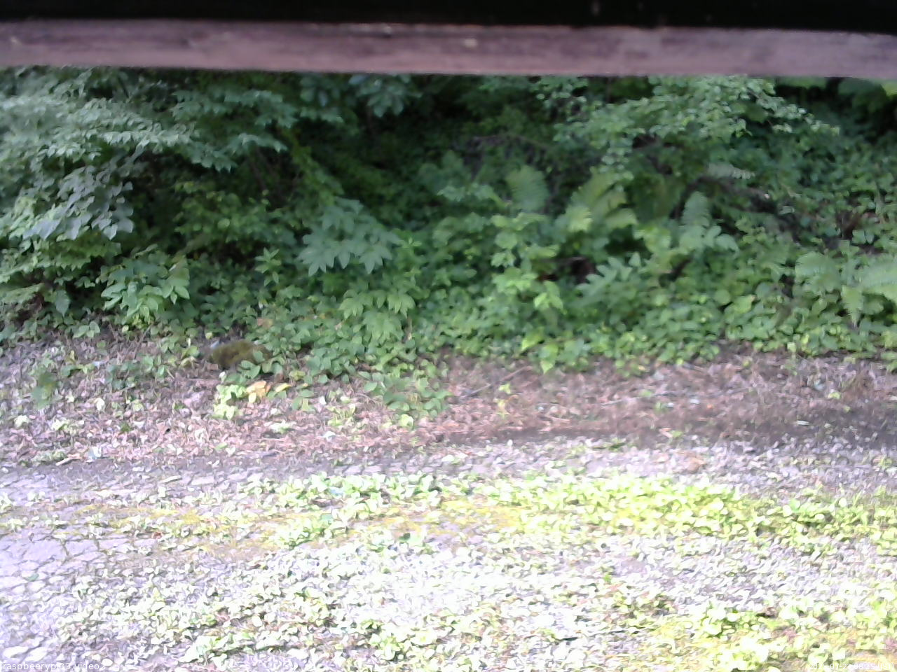 長野県菅平高原 ゆたか山荘 南側 2025/07/23 08:15