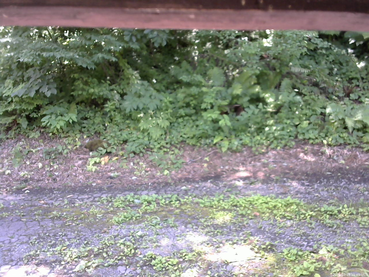 長野県菅平高原 ゆたか山荘 南側 2025/07/23 11:45