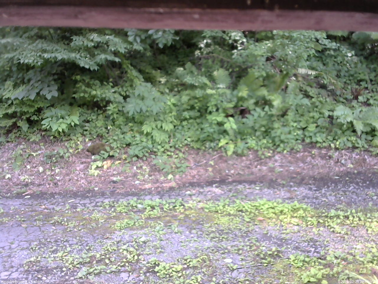 長野県菅平高原 ゆたか山荘 南側 2025/07/23 13:45