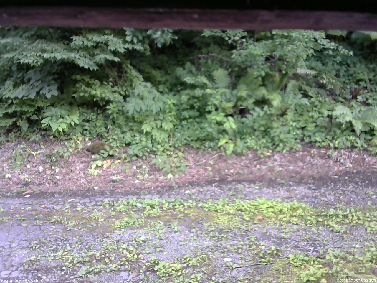 長野県菅平高原 ゆたか山荘 南側 2025/07/23 15:00