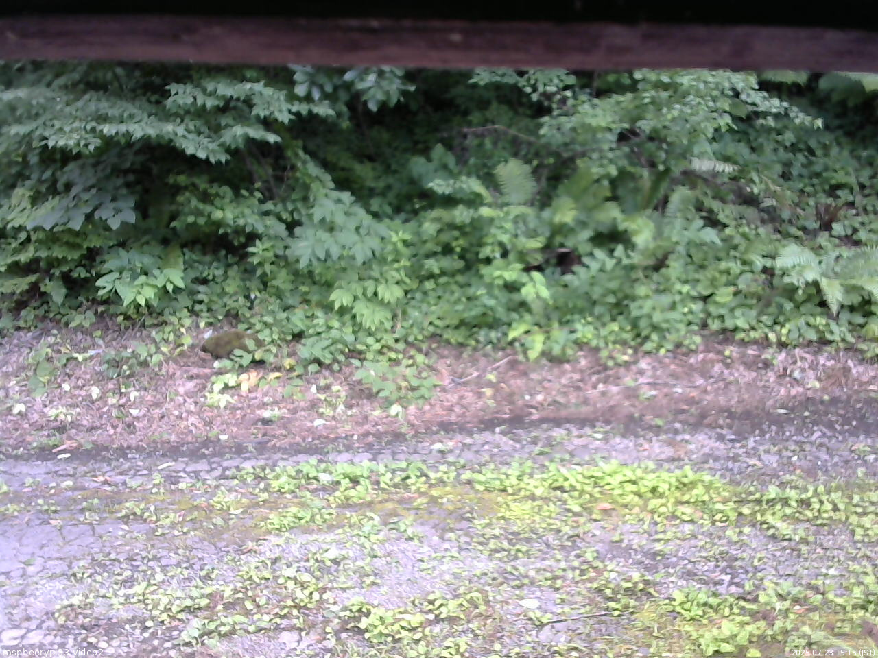 長野県菅平高原 ゆたか山荘 南側 2025/07/23 15:15