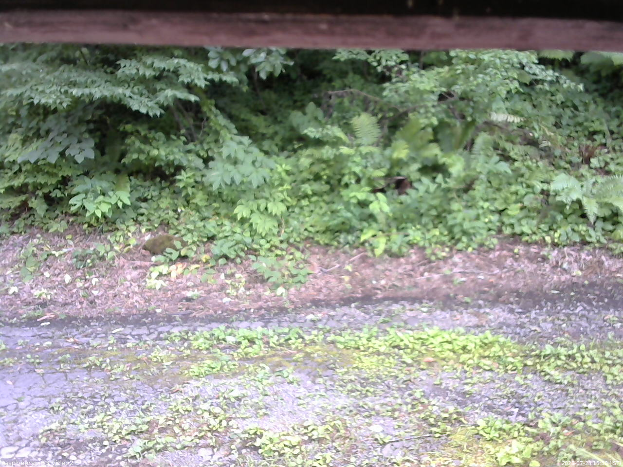 長野県菅平高原 ゆたか山荘 南側 2025/07/23 15:30