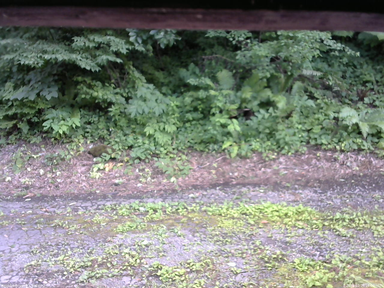 長野県菅平高原 ゆたか山荘 南側 2025/07/23 16:00