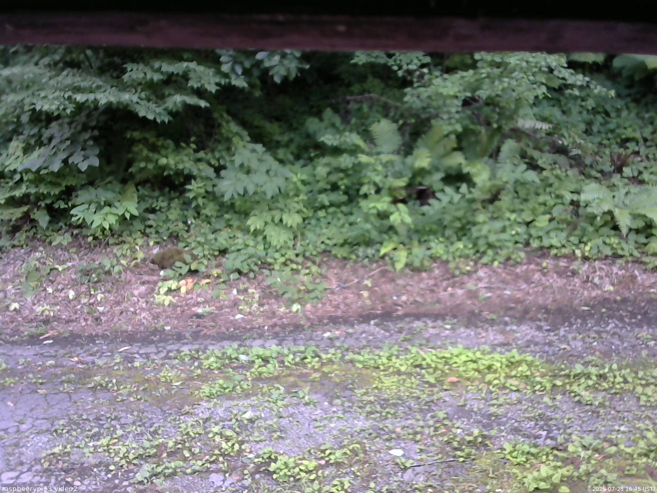長野県菅平高原 ゆたか山荘 南側 2025/07/23 16:45
