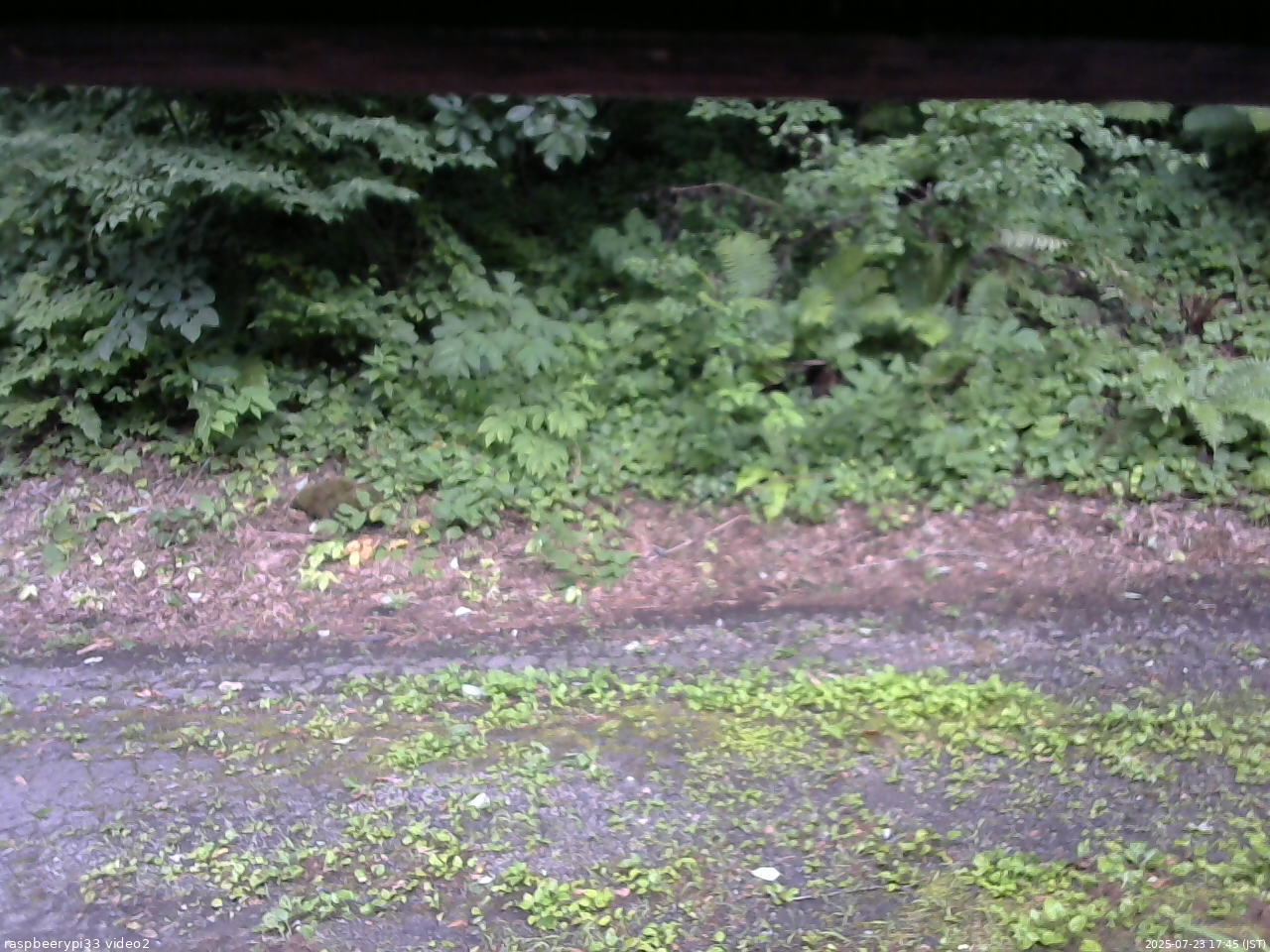 長野県菅平高原 ゆたか山荘 南側 2025/07/23 17:45