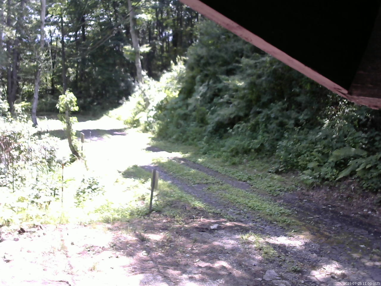 長野県菅平高原 ゆたか山荘 東側(坂下) 2025/07/23 11:00