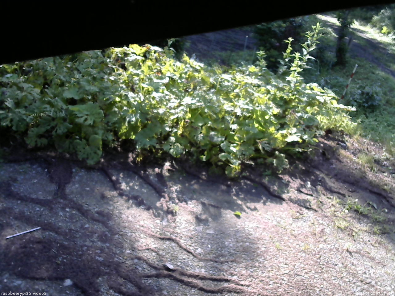 長野県菅平高原 ゆたか山荘 駐車場 2025/07/23 07:15