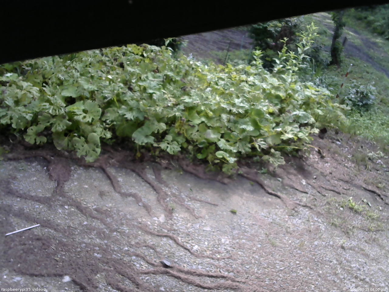 長野県菅平高原 ゆたか山荘 駐車場 2025/07/23 08:00