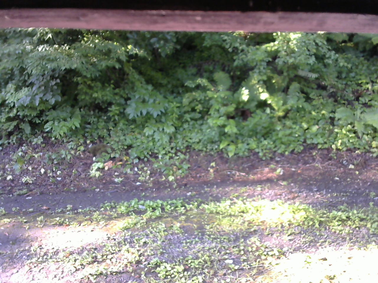 長野県菅平高原 ゆたか山荘 南側 2025/07/24 07:00