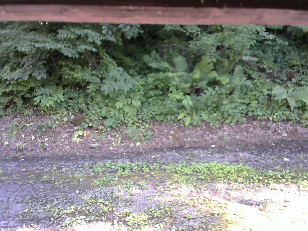 長野県菅平高原 ゆたか山荘 南側 2025/07/24 14:45