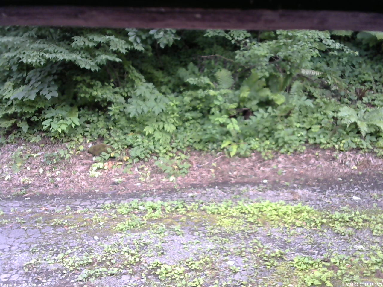 長野県菅平高原 ゆたか山荘 南側 2025/07/24 15:15