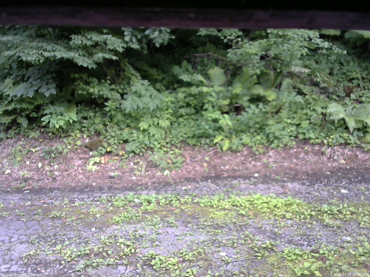 長野県菅平高原 ゆたか山荘 南側 2025/07/24 16:30
