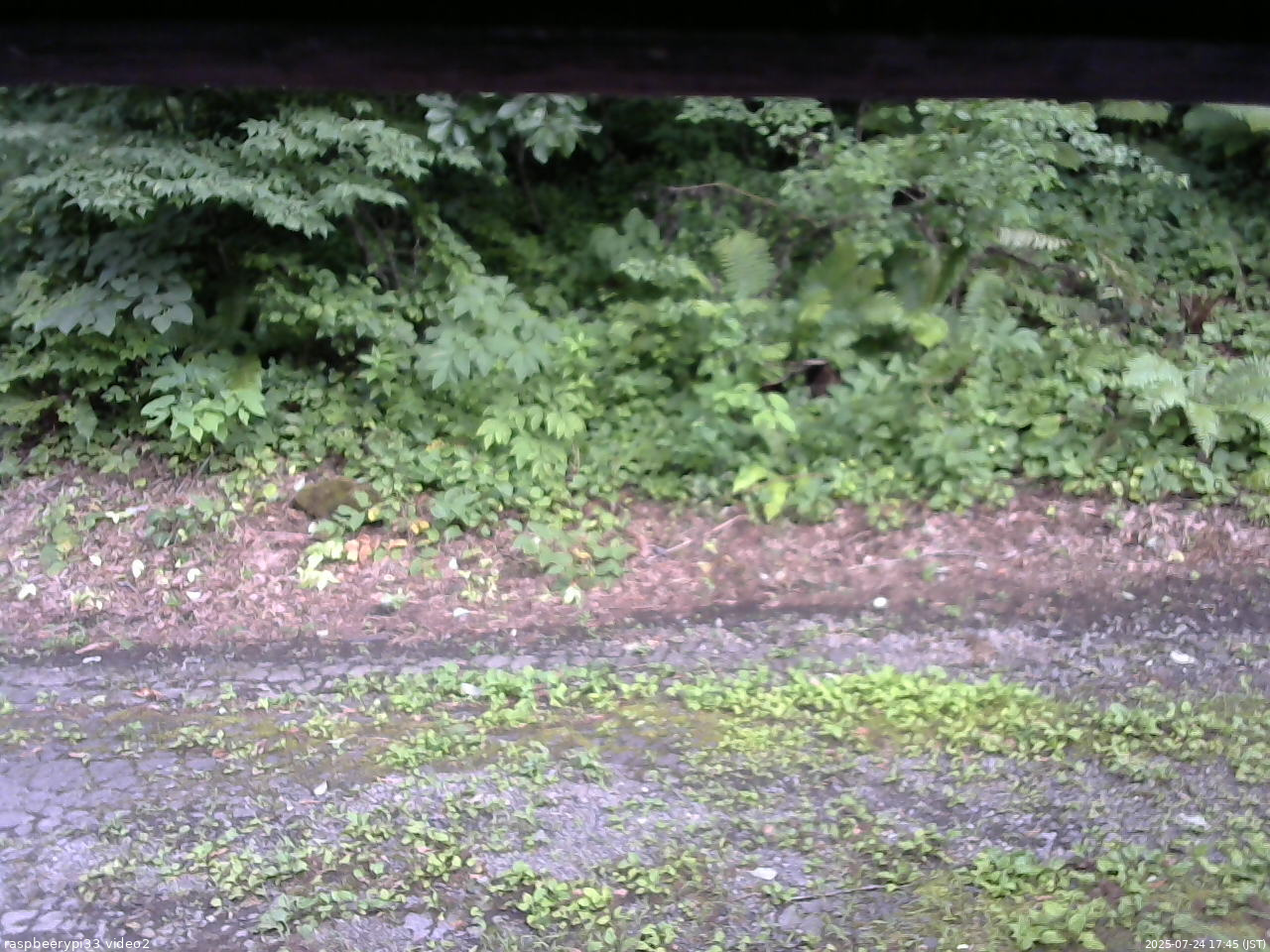 長野県菅平高原 ゆたか山荘 南側 2025/07/24 17:45