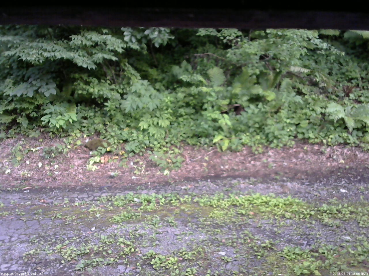 長野県菅平高原 ゆたか山荘 南側 2025/07/24 18:00