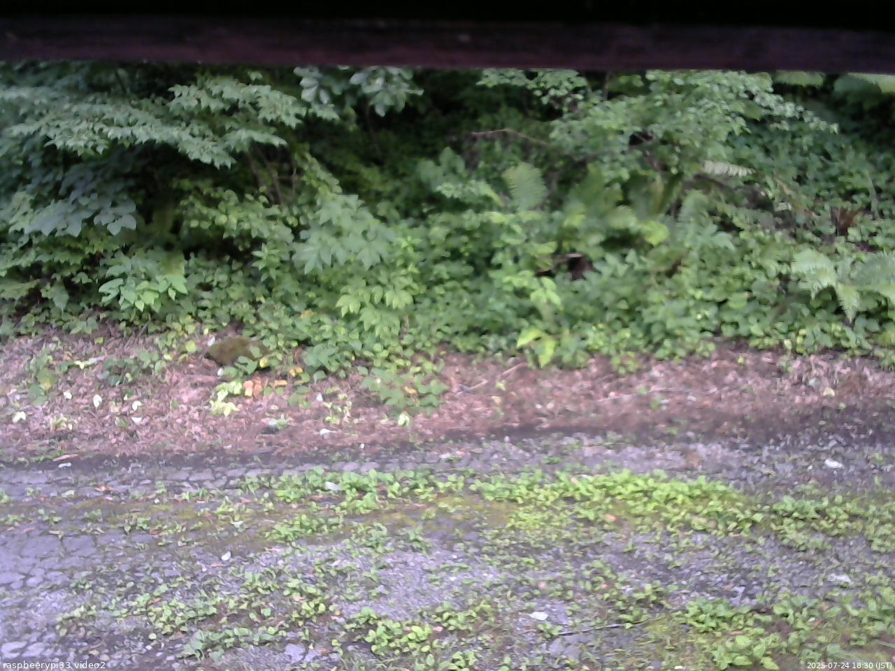 長野県菅平高原 ゆたか山荘 南側 2025/07/24 18:30