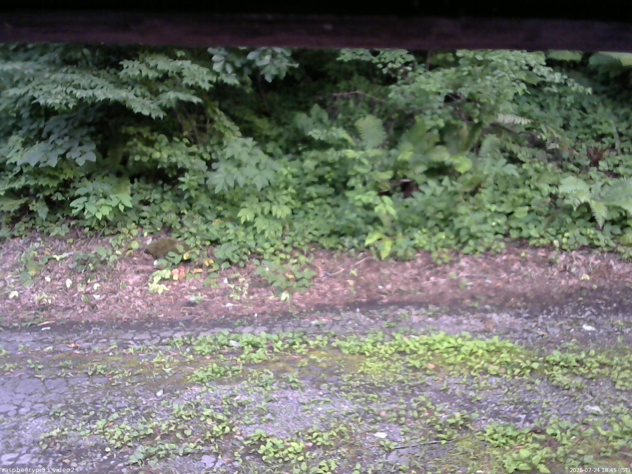 長野県菅平高原 ゆたか山荘 南側 2025/07/24 18:45