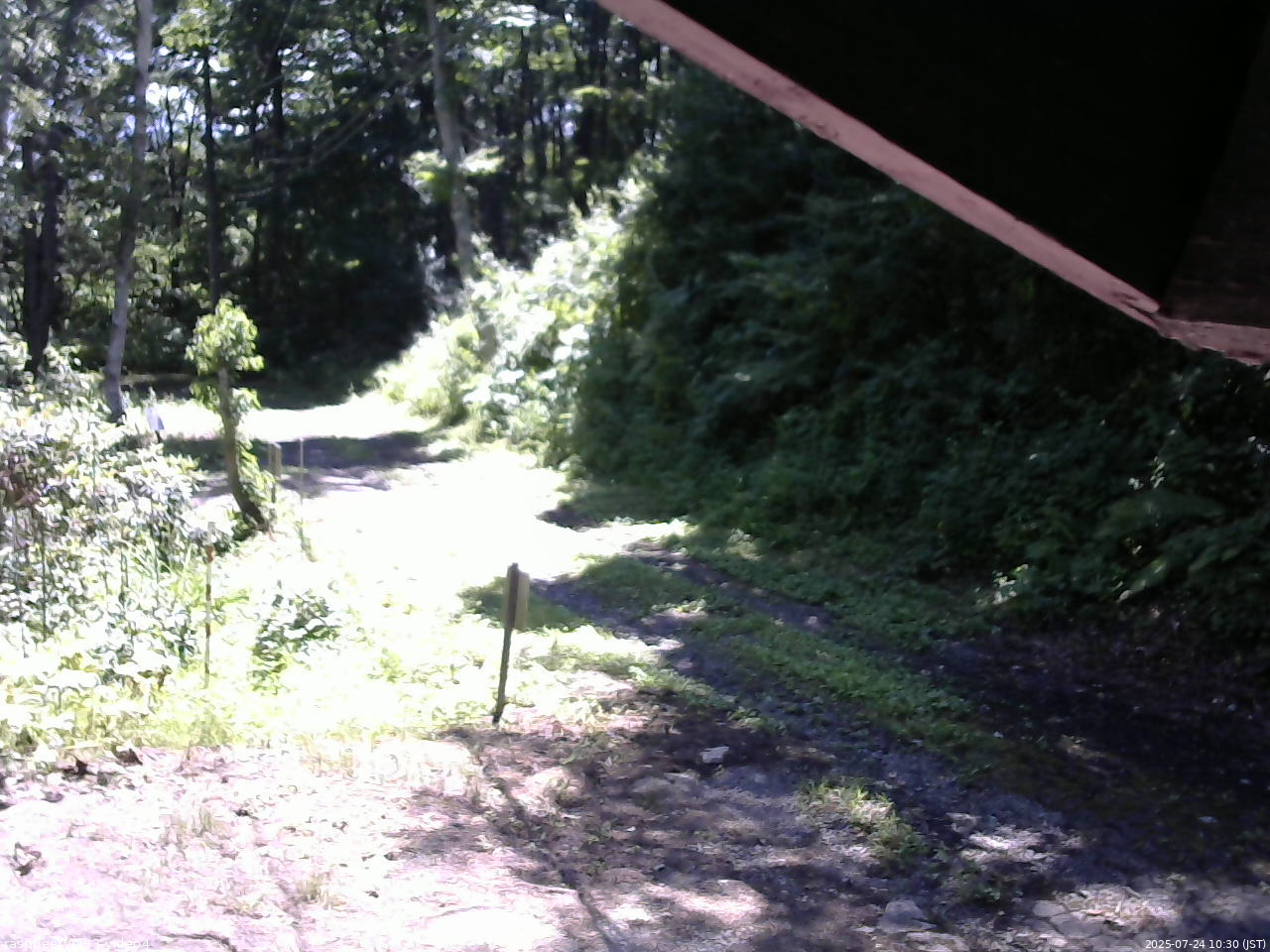 長野県菅平高原 ゆたか山荘 東側(坂下) 2025/07/24 10:30
