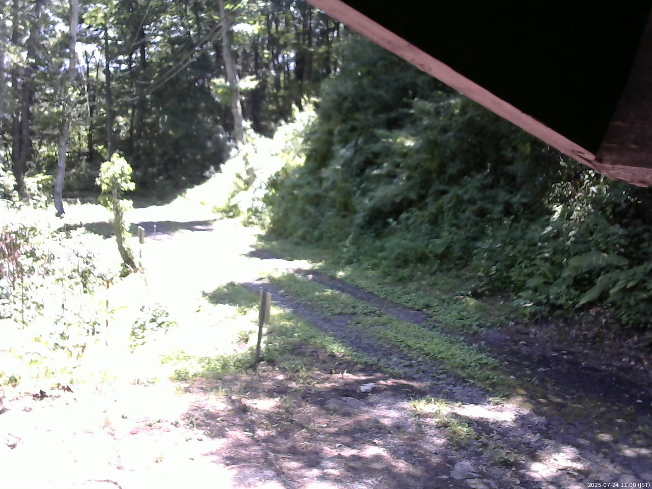 長野県菅平高原 ゆたか山荘 東側(坂下) 2025/07/24 11:00
