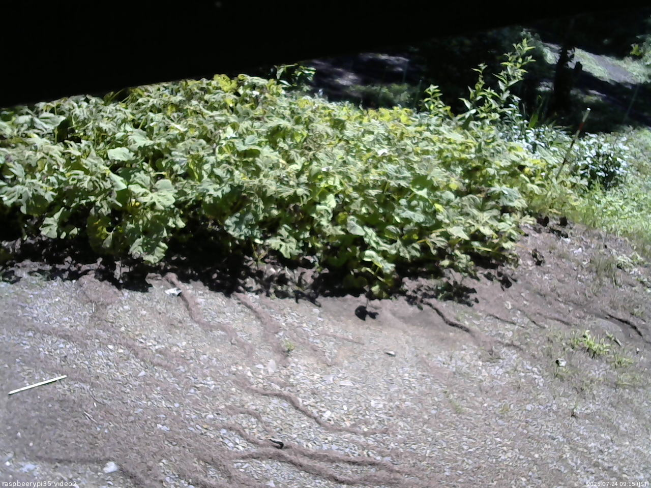 長野県菅平高原 ゆたか山荘 駐車場 2025/07/24 09:15