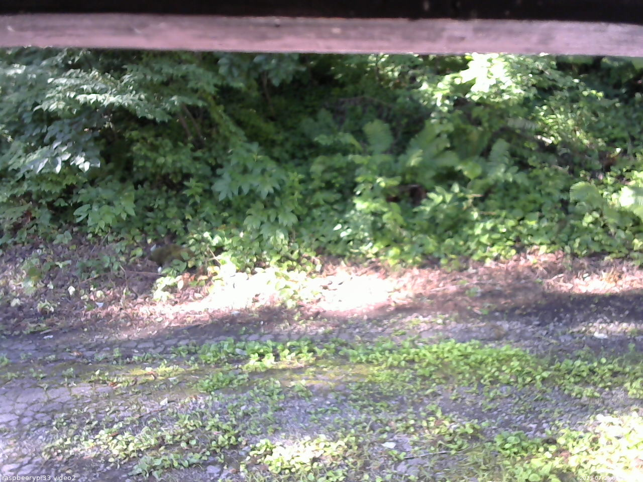 長野県菅平高原 ゆたか山荘 南側 2025/07/25 07:15