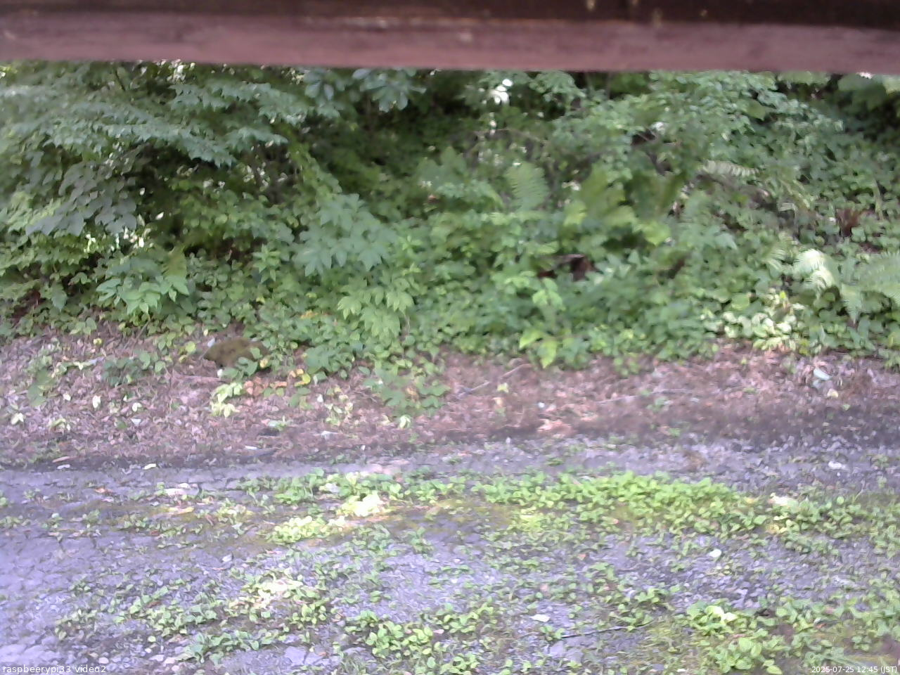 長野県菅平高原 ゆたか山荘 南側 2025/07/25 12:45