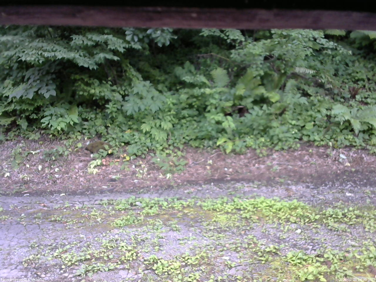 長野県菅平高原 ゆたか山荘 南側 2025/07/25 14:30