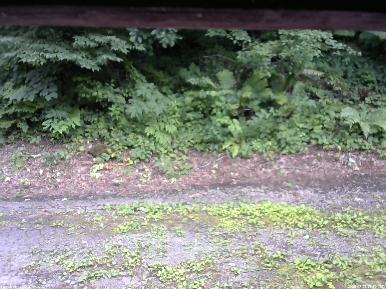 長野県菅平高原 ゆたか山荘 南側 2025/07/25 15:30