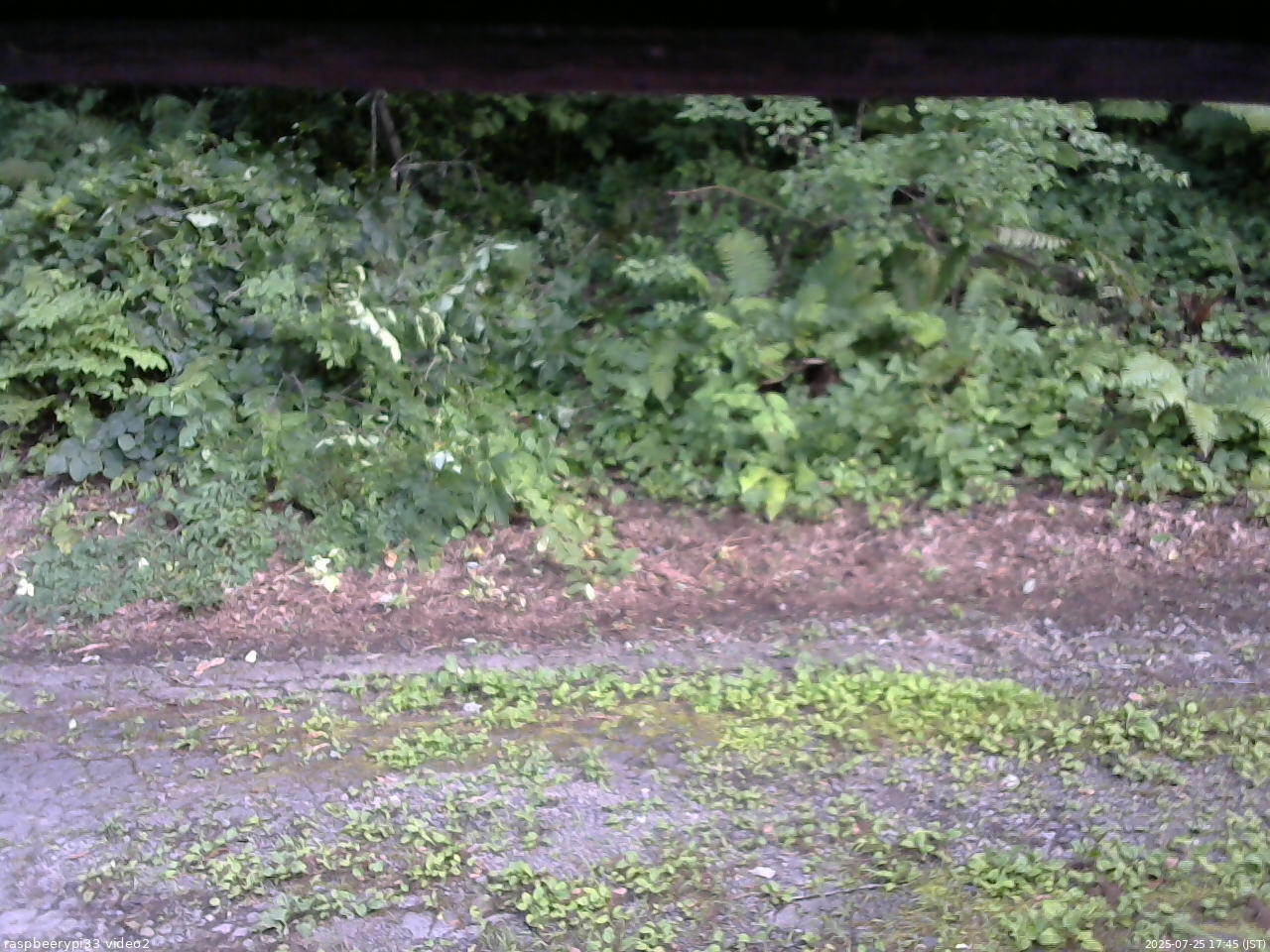 長野県菅平高原 ゆたか山荘 南側 2025/07/25 17:45
