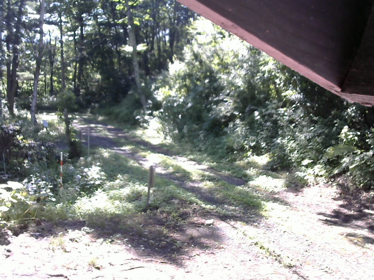 長野県菅平高原 ゆたか山荘 東側(坂下) 2025/07/25 08:15