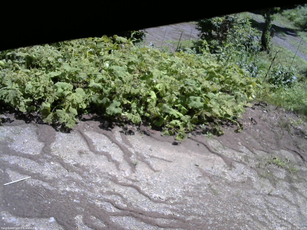 長野県菅平高原 ゆたか山荘 駐車場 2025/07/25 11:00