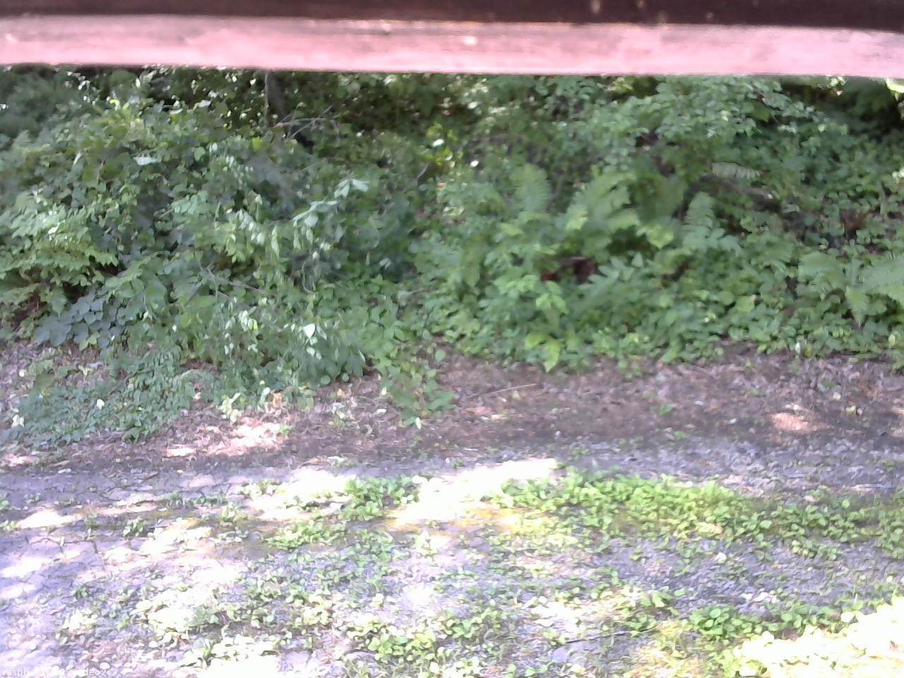 長野県菅平高原 ゆたか山荘 南側 2025/07/26 09:30