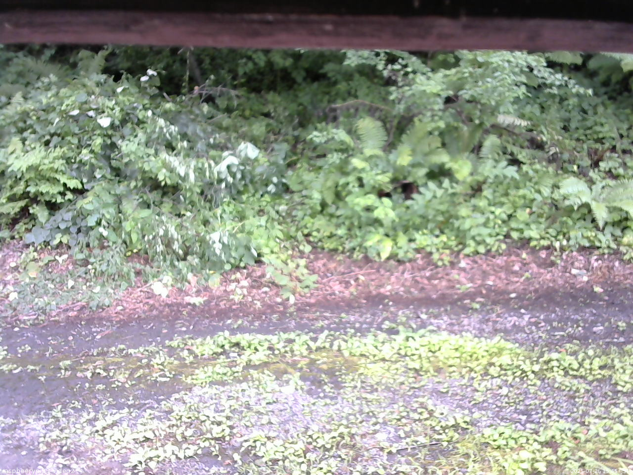 長野県菅平高原 ゆたか山荘 南側 2025/07/26 15:45