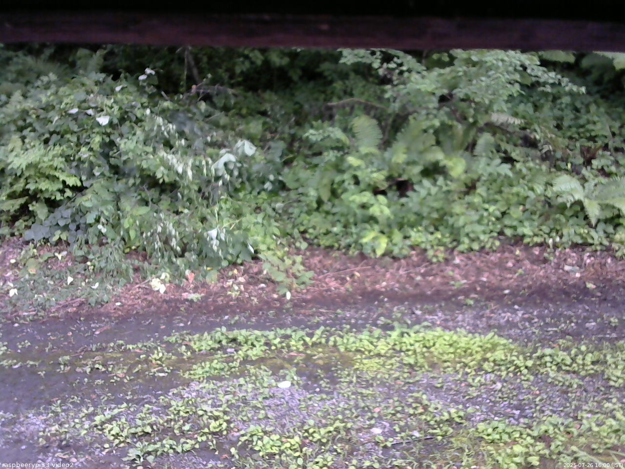 長野県菅平高原 ゆたか山荘 南側 2025/07/26 16:00