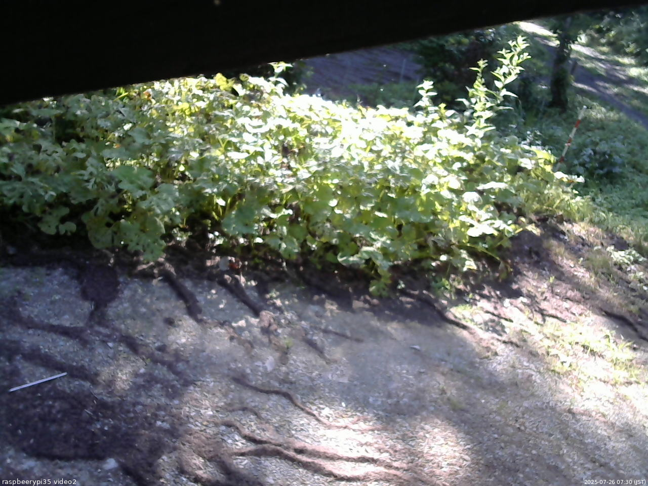 長野県菅平高原 ゆたか山荘 駐車場 2025/07/26 07:30